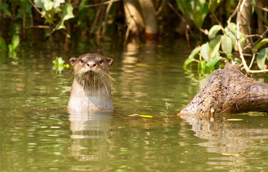 Discovering-Otter-Habitats-with-Wild-Otters